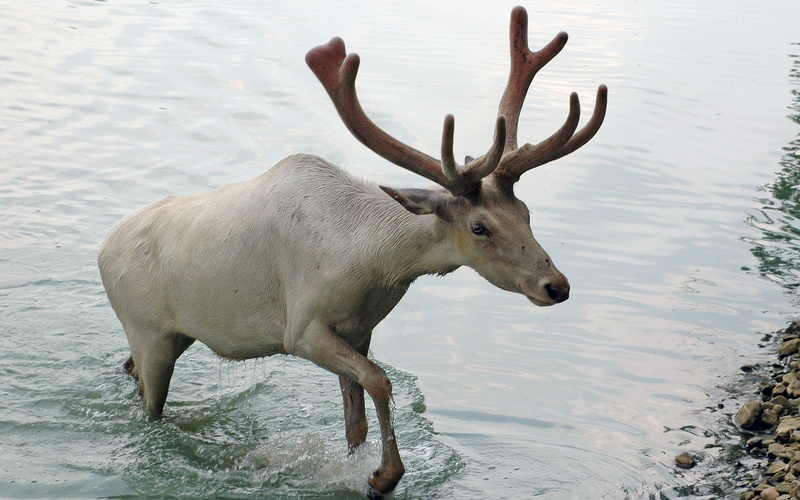 animals in the wild, lake, one animal, no people, antler, nature, animal, herbivorous, vertebrate, 2K, deer, standing, beauty in nature, animal themes