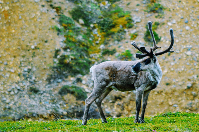 deer, reindeer, denali national park, caribou, land, vertebrate, herbivorous, no people, alaska, grass, one animal, day, nature, environment, standing