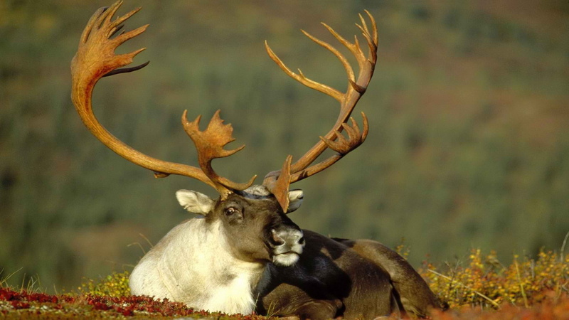 one animal, tree, male animal, focus on foreground, land, antler, no people, reindeer, male, vertebrate, 1080P, deer, herbivorous, animals in the wild