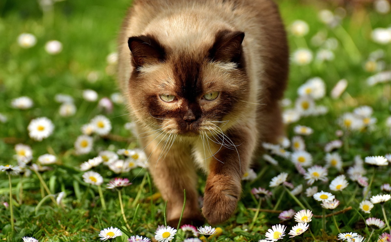 look, chamomile, flowers, British Shorthair, glade, eyes, face, portrait, summer, plump, cat, round, 2K, light, lawn, Daisy, greens, Sunny, heat, chubby