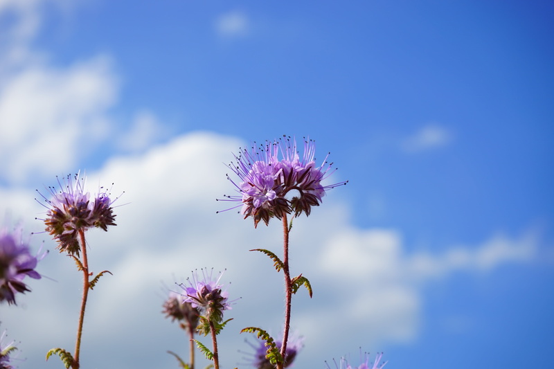 cloud - sky, flowering plant, tansy-phazelie, bees, vulnerability, 5K, flower head, phacelia, inflorescence, blue, low angle view, violet, flower, purple