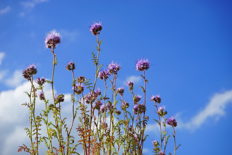 flower head, outdoors, no people, plant, growth, bees, inflorescences, blue, flowering plant, beauty in nature, summer, bee friend, freshness, 5K, hydrophyllaceae