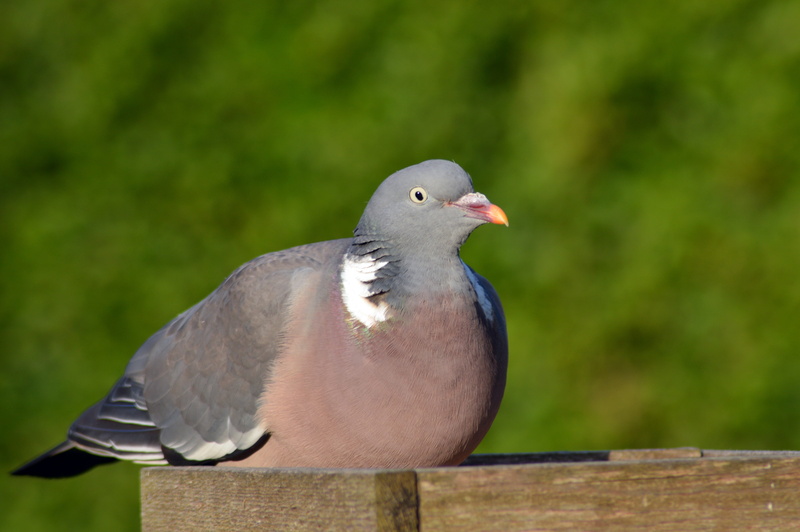 beak, outdoors, focus on foreground, wildlife, animal themes, animals in the wild, dove - Bird, plumage, looking away, animals And Pets, Animal, animal wildlife
