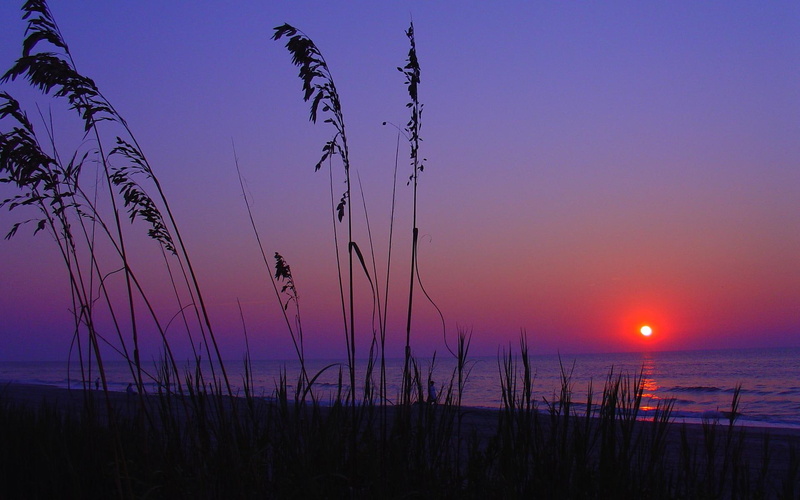 nature, beaches, myrtle, beautiful, nature and landscapes, sunrise, silhouette, morning, beach, dawn, plant, 1080P, colorful