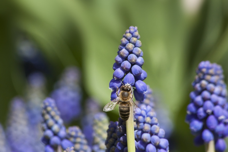 beauty in nature, selective focus, plant, freshness, muscari armeniacum, spring, vulnerability, animal wildlife, flowering plant, plump, animal themes