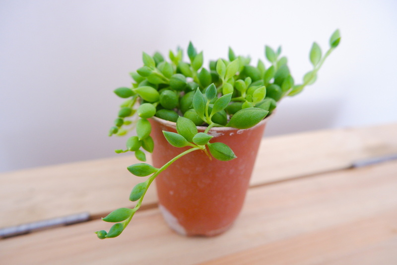 nature, wellbeing, garden, focus on foreground, indoors, food, growth, table, for all skin types, healthy eating, herb, no people, desert plants, green color