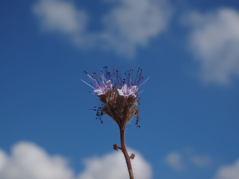 nature, outdoors, tufted flower, sky, blossom, close-up, flower, raublattgewächs, bueschelschoen, beekeeper plant, no people, bees, plant stem, herb, flowering plant