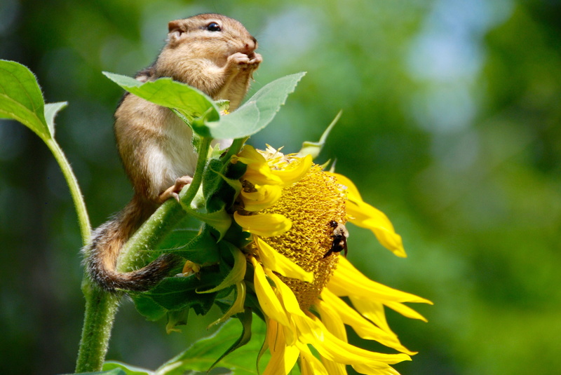 day, no people, 2K, fragility, eating, yellow, seeds, sunflower, high, flowering plant, chipmunk, cute, nature, animals in the wild, focus on foreground