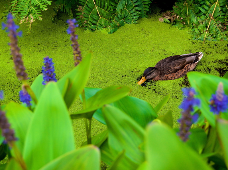 one animal, Bird, animals in the wild, Plants, beauty in nature, Lake, duckweed, flower, 4K, vertebrate, Closeup, purple, Vivid, no people, Animals, freshness
