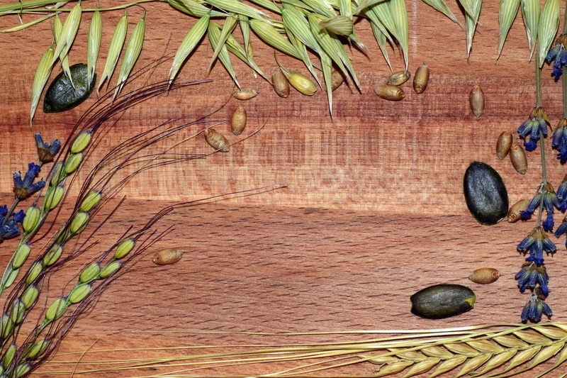 rice, food, table, wood, nourishing barley, growth, day, cereal grains, wheat grains, grains, rice spike, still life, outdoors, thanksgiving, barley, freshness