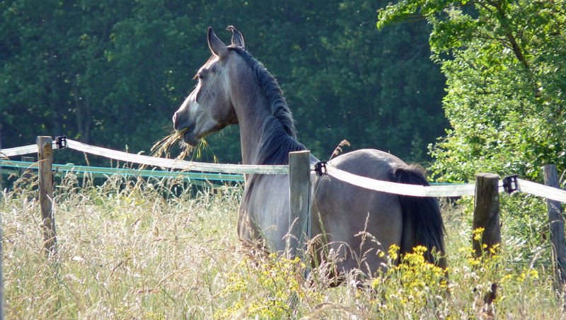 ranch, arabic, 2K, no people, pets, plant, mammal, horse, herbivorous, field, horses, pure arab blood, vertebrate, land, domestic animals, look, animal wildlife