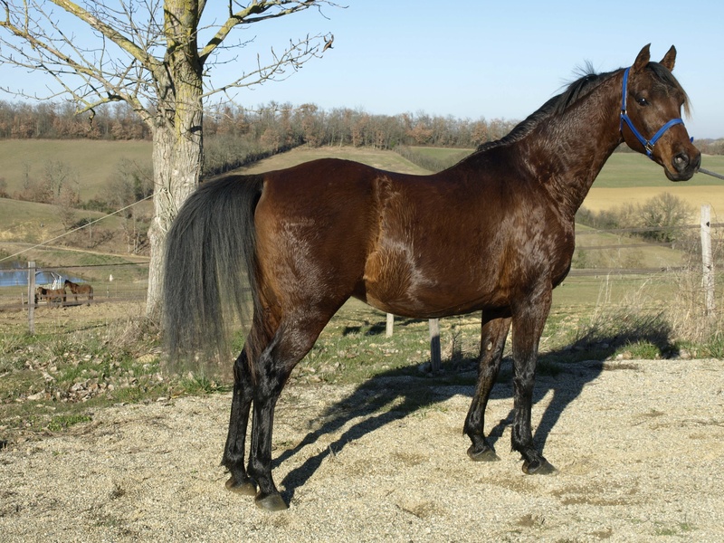 brown, domestic, day, animal wildlife, one animal, mammal, livestock, tree, good looking, profile, 2K, standard, ranch, outdoors, paddock, mane, horses