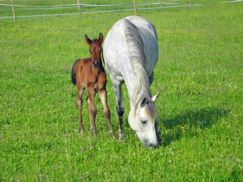 grass, equine, horse, group of animals, domestic, nature, livestock, arabic, pre, herbivorous, petit, vertebrate, land, pets, brown, field, outdoors, pasture