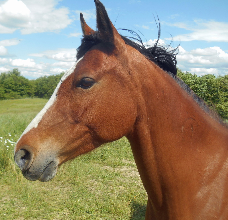 vertebrate, domestic, one animal, brown, horse, land, head, field, arabic, livestock, outdoors, animal, animal body part, horse breeding, domestic animals