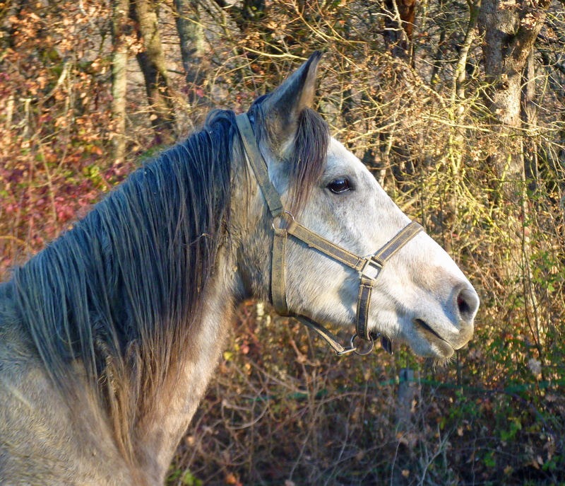domestic animals, land, day, look, horses, working animal, head, animal themes, pets, profile view, no people, animal head, herbivorous, domestic, horse
