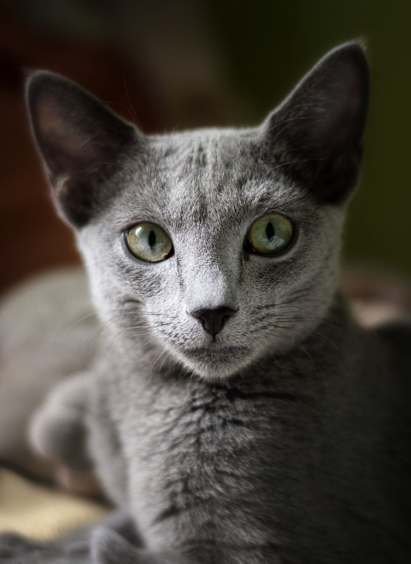 animal, 4K, elite, pet, domestic animals, blue, looking at camera, breed, champion, vertebrate, front view, cute, one animal, domestic Cat, gray, whisker