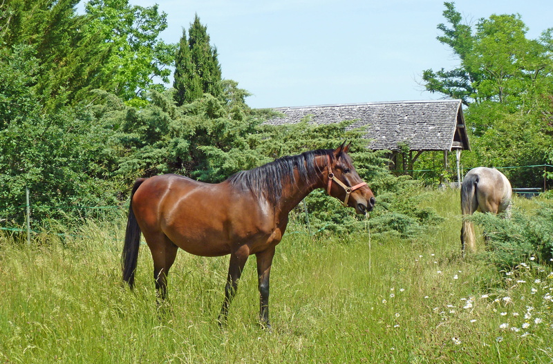 herbivorous, Horse, green color, animal, land, pure arab blood, livestock, plant, breeding, browse, ranch, animal themes, field, Arab, breeding horses