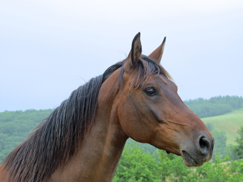 vertebrate, animal themes, mammal, outdoors, working animal, pets, pure arab blood, horse head, horse, herbivorous, livestock, head, day, animal wildlife