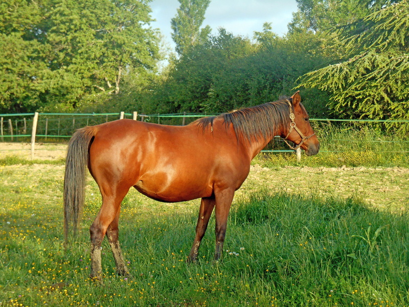 equine, brown, animal, mare, Horse Breeding, growth, horse, pure arab blood, livestock, vertebrate, plant, domestic animals, outdoors, mammal, pets, animal wildlife