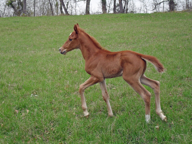grass, horse breeding, day, animal wildlife, vertebrate, animal themes, domestic, animal, pets, Arab, outdoors, mammal, Prairie, brown, pure arab blood