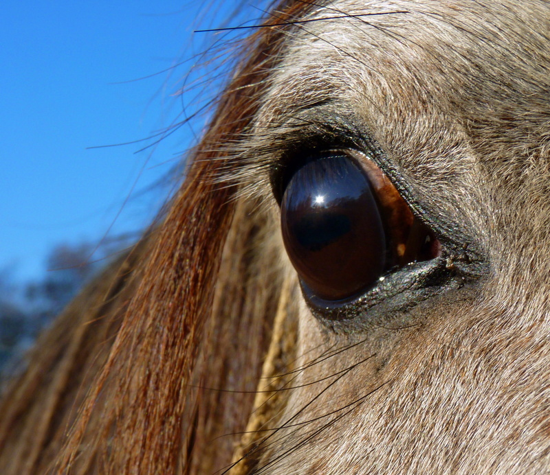 one animal, extreme close-up, breeding horses, arabic, eye, animal eye, sensory perception, livestock, animal head, animal wildlife, 2K, Blood, herbivorous