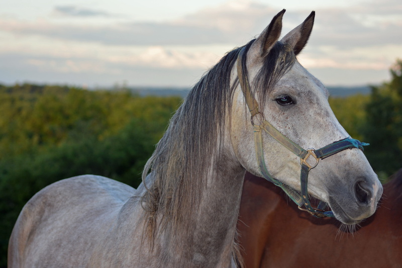 outdoors, profile view, close-up, animal head, animal themes, day, equine, domestic animals, breeding horses, working animal, animal eye, no people, nature