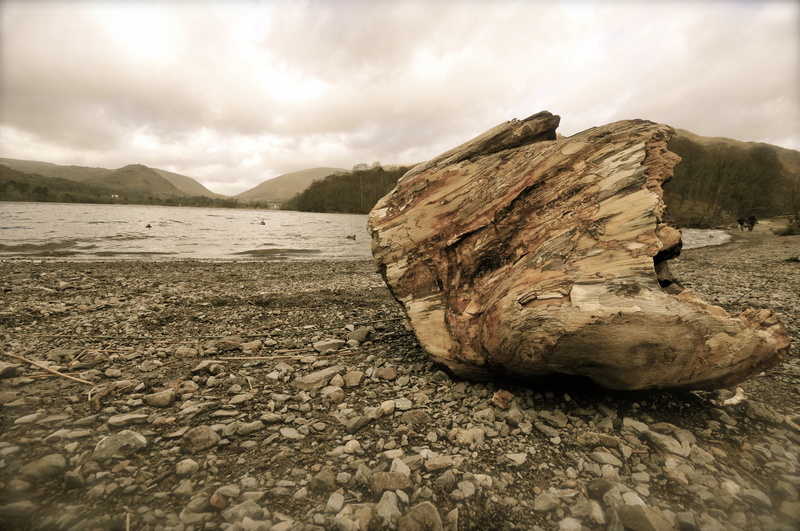 wildlife, environment, wet, beach, cloud - sky, brown, white, swimming, surface level, tree, mountain, rock - object, lake, no people, beak, animals, birds