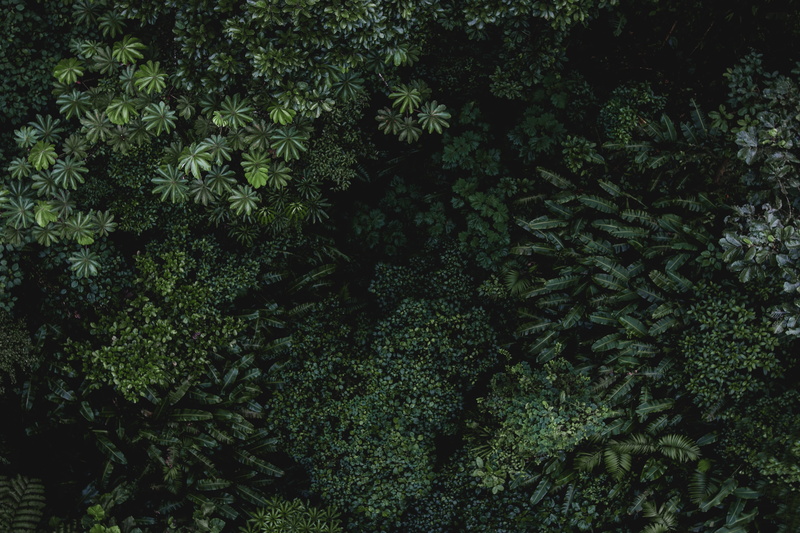freshness, coniferous tree, lush foliage, 4K, bird, tree, leaf, forest, full frame, photo, land, Monteverde, outdoors, trees, day, high angle view, fir tree
