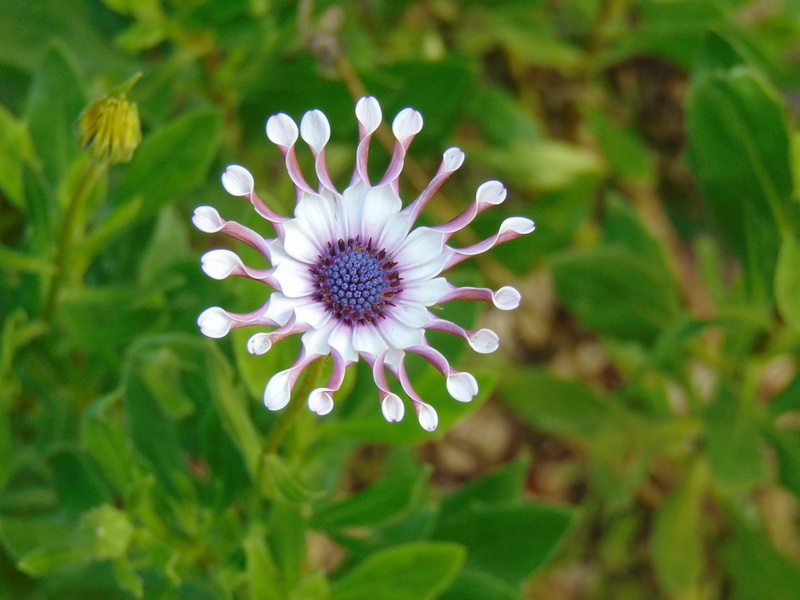 flowering plant, flower head, day, costa rica, fragility, freshness, plant, close-up, white color, no people, land, pollen, 5K, vulnerability, flower