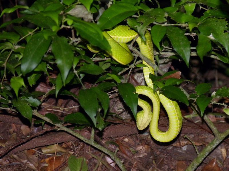 jungle, beauty in nature, Risk, animal themes, plant, Snake, viper, 4K, gift, close-up, one animal, focus on foreground, Animal, vegetable, no people