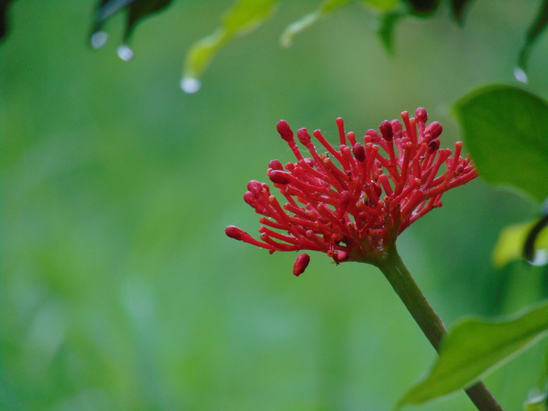 nature, vulnerability, monteverde, focus on foreground, 5K, petal, beauty in nature, fragility, no people, pollen, flower, red, close-up, green color