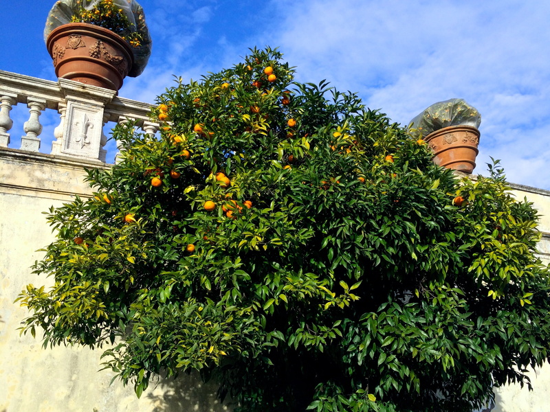 tree, built structure, low angle view, italy, leaf, sky, rome, cloud - sky, villa doria pamphilj, fruit, day, trees, outside, nature, no people, orange tree
