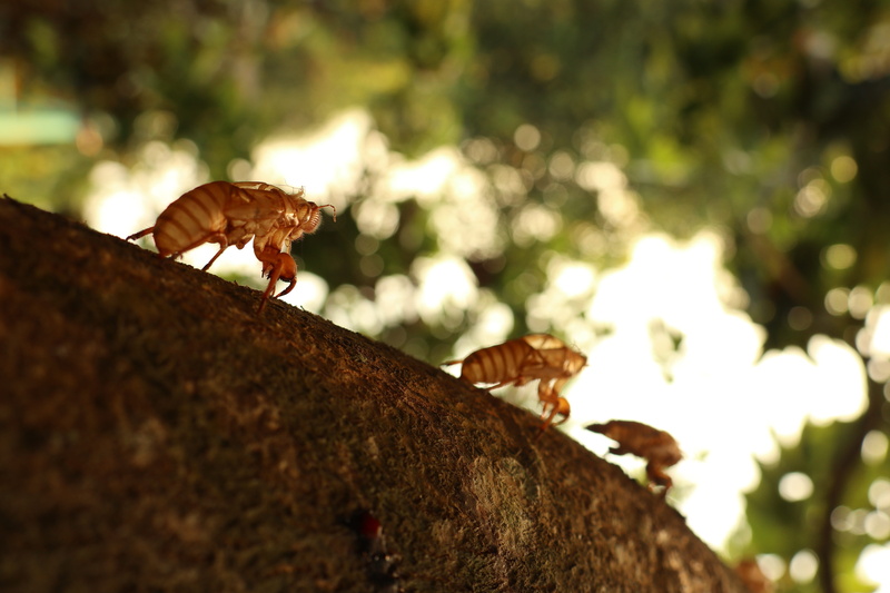 one animal, invertebrate, beauty in nature, climb, insect, animal, animal wildlife, low angle view, plant, day, no people, three cicada, nature, tree, butterfly - insect