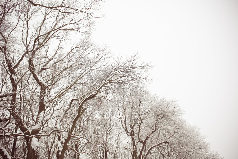 winter, bare, journey, outdoors, snow, land, trees, landscape, tree, nature, snowing, low angle view, no people, branch, beauty in nature, sky, wander