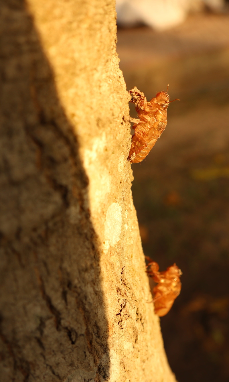 close-up, plant bark, day, uncover, new, plant, one animal, rough, climb, outdoors, selective focus, animals in the wild, tree trunk, tree, two cicada
