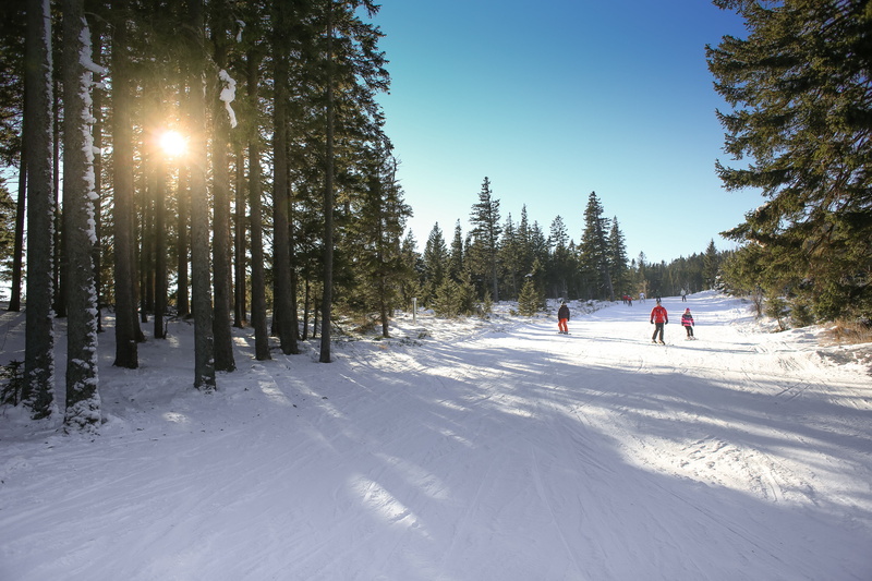 wild, sunlight, journey, alpine, winter, trees, nature, tree, sun, natural, lens flare, explore, discover, skiing, beauty in nature, cold temperature, snow