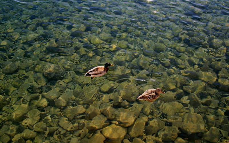 two, duck, water, 2K, ducks, animals, animal