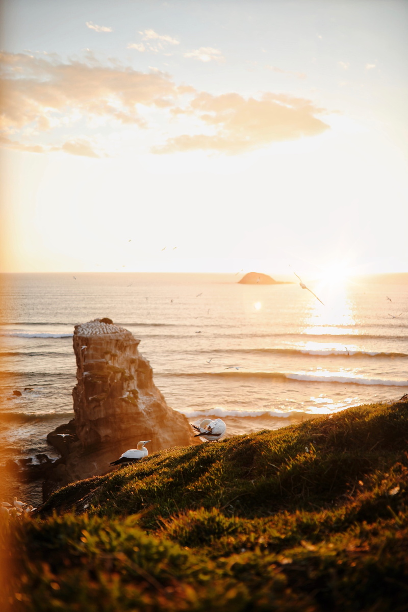 bird, duck, horizon, field, sky, new zealand, flare, near, sunlight, sunset, animal, seacliff, beach, stack rock, idyllic, nature, 4K, scenics - nature