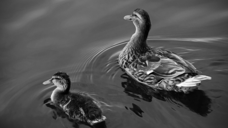 1080P, animal themes, no people, water bird, two, floating on water, day, lake, duck, vertebrate, bird, animal, two animals, swim, animals in the wild