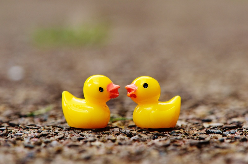 two objects, many, outdoors, 5K, ducks, representation, animal themes, still life, animal, pair, duck, two, close-up, day, yellow, nature, animal representation