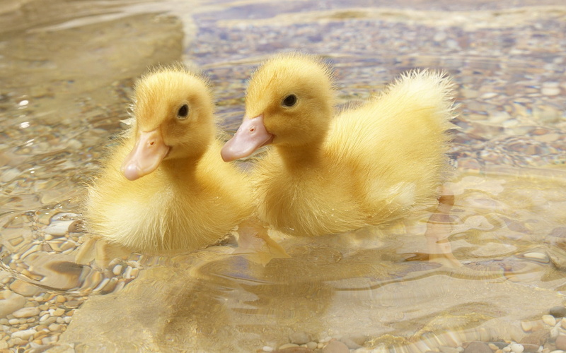 beginnings, day, brown, family, no People, 1080P, cute, gosling, young Animal, small, fluffy, newborn Animal, duck, poultry, bird, two animals, group of animals
