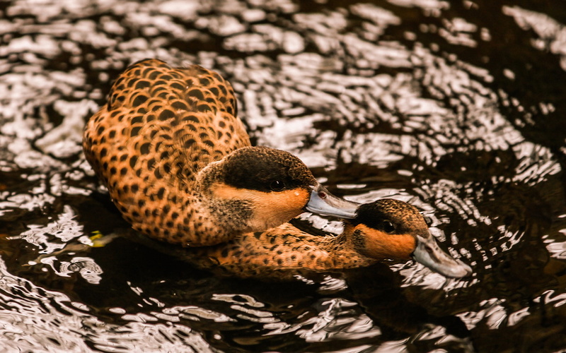 brown, couple, poultry, swim, close-up, beak, vertebrate, duck, black, animal, lake, animal wildlife, swimming, animals In The Wild, outdoors, animal themes