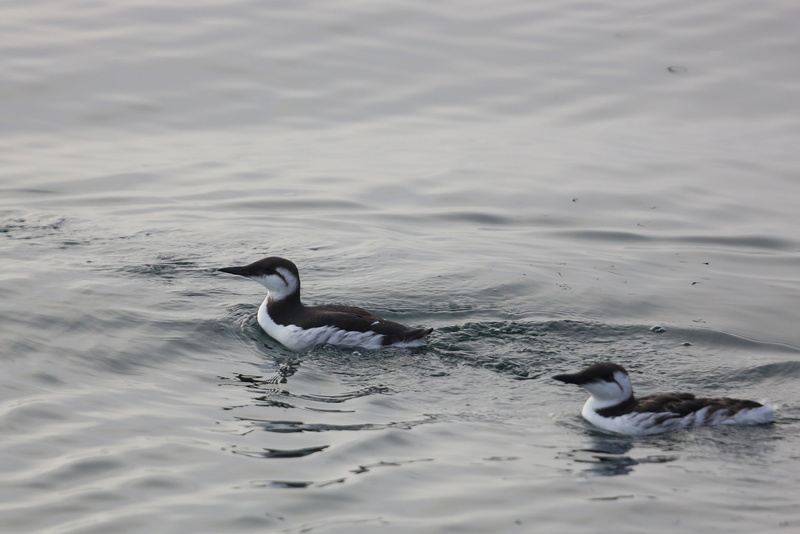 ducks, water, beak, murres, bird, sea, animal, common, wildlife, black, nature, daytime, two, white, 4K