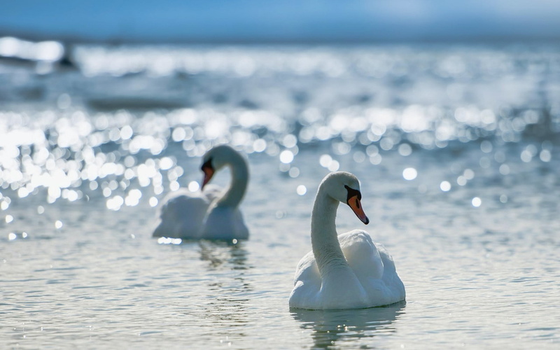 nature, blue, zoology, mute Swan, love, animals In The Wild, pond, swimming, cute, swan, bird, beak, day, outdoors, animal wildlife, waterfront, water