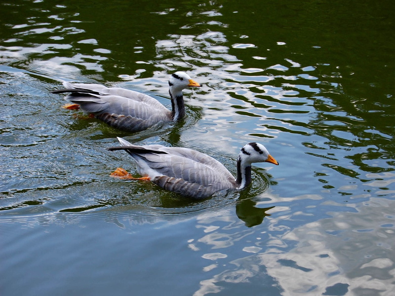 1080P, close-up, goose, swim, animal Wing, animal themes, outdoors, no people, vertebrate, flying, swimming Animal, group of animals, couple, floating on water