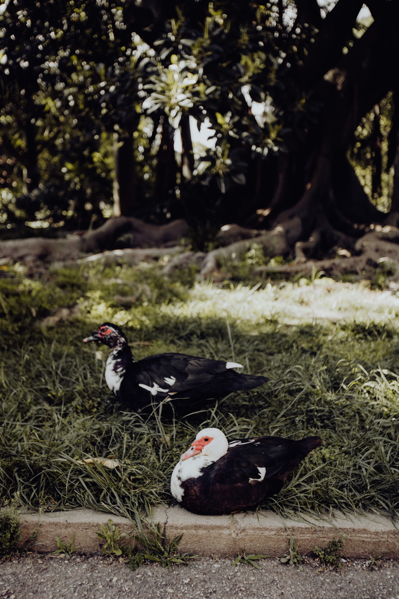 two animals, field, belem, animal wildlife, animal family, botany, outdoors, animal themes, portugal, plant, lisboa, grass, tropical, 5K, botanical, poultry
