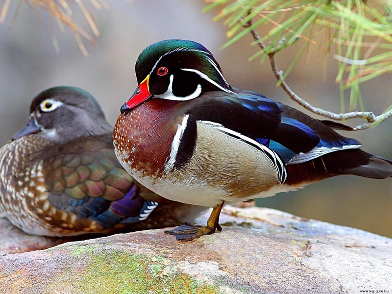 bird, solid, full length, outdoors, rock - object, duck, animals in the wild, animal wildlife, animal themes, mandarin duck, poultry, group of animals
