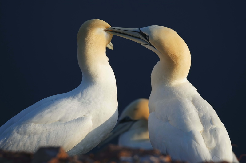 two, seagull, white, mouth open, animal neck, beak, animal Wing, wildlife, yellow, animals In The Wild, 5K, mute swan, animal body part, water Bird, blue