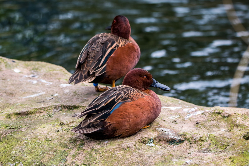 two, outdoors, ducks, focus on foreground, swim, duck bird, lake, group of animals, nature, green, animal, vertebrate, brown, no people, two animals, poultry