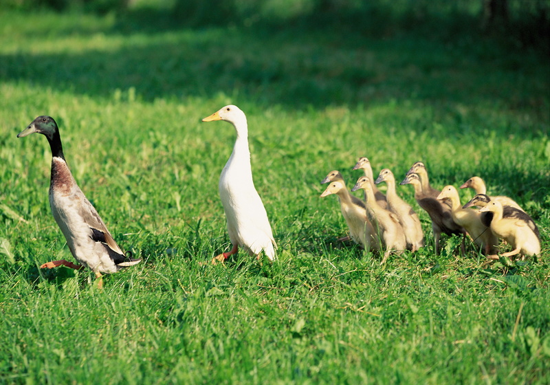 vertebrate, animal Wing, animals In The Wild, plant, nature, birds, green Color, flock of birds, animal themes, no people, yellow, goose, growth, summer